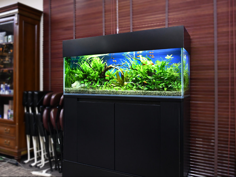 さいたま市 企業事務所（オフィス）に120cm淡水魚水槽を設置